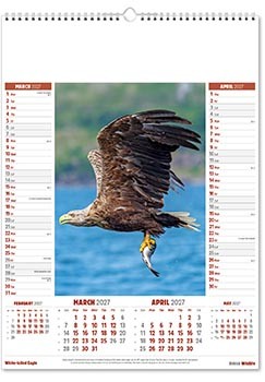 British Wildlife Calendar